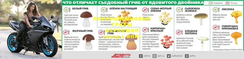 Галлюциногенные грибы Psilocybe  купить   Киреевск 